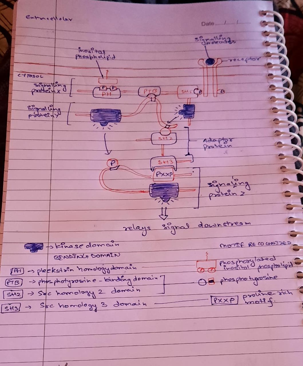 Biology homework question answer, step 1, image 1